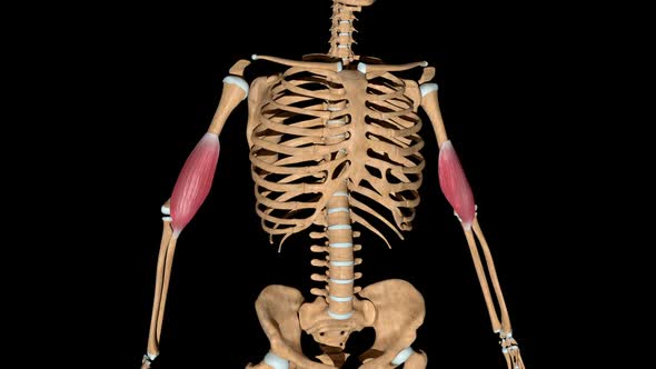 Brachialis Muscles On Skeleton