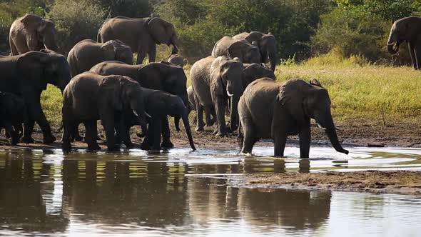 Panning shot of a Herd of African elephant elegantly moving passed a watering hole until they start