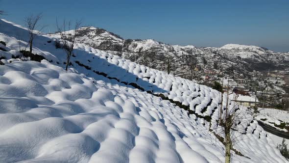 Snow Covered Tea Gardens