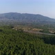 Aerial View of Pine Forest and Mountain - VideoHive Item for Sale