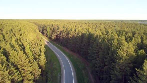 Flycam Follows White Car Driving Among Huge Pine Forest