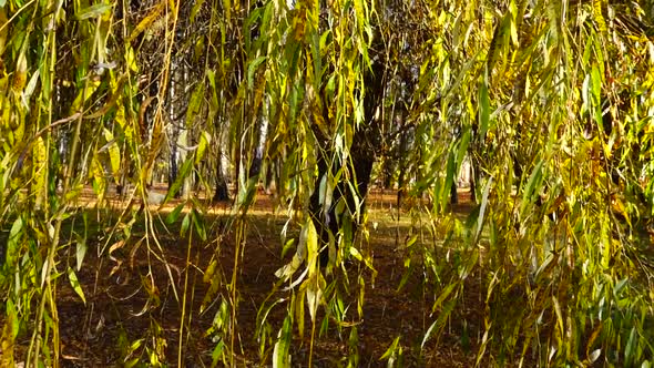 Willow branches on the background of the autumn park.