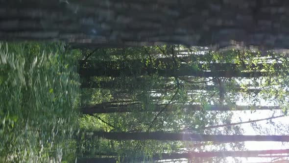 Vertical Video of Forest Landscape in Summer Slow Motion