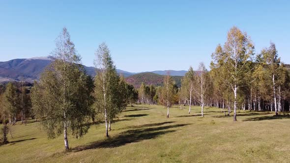 Aerial Forest on the Mountan