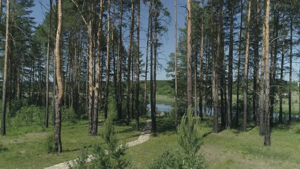 Drone view of A path of stones among trees. Grass around the edges. 10