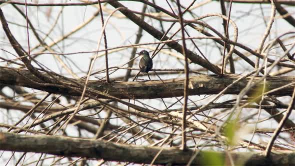 White-throated Hummingbird.