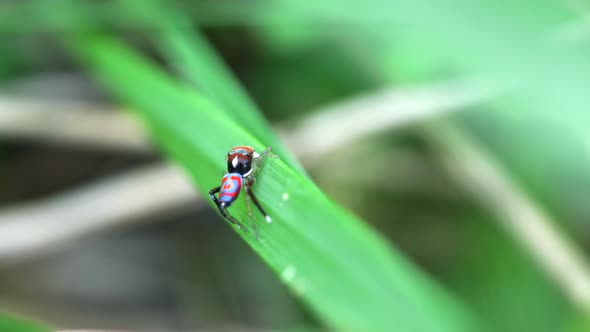 male maratus splendens signaling a female with his leg