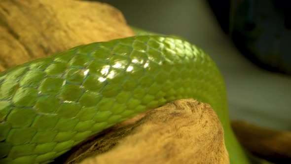 Rhinoceros Ratsnake or Rhynchophis Boulengeri. Also Known As Rhinoceros Snake or Green Unicorn