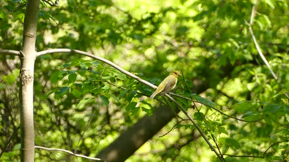 gorgeous small green and yellow bird perched on a branch in the middle of the leafy forest.