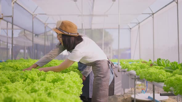 Asian couple farmer owner working in vegetables hydroponic farm with enjoyment and happiness.