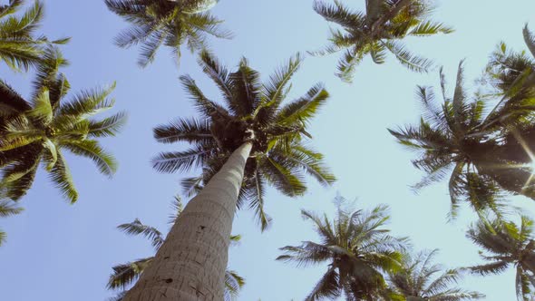 Island Palm Trees