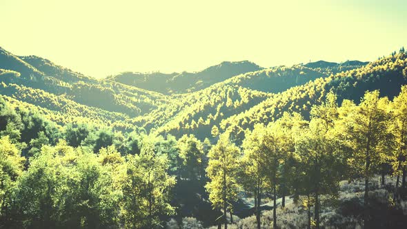 Aerial Drone View of a Mountain Forest with Colorful Autumn Trees alt