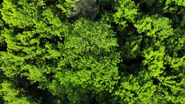 Coniferous and deciduous trees, forest road. Beautiful panoramic photo over the tops of pine forest.