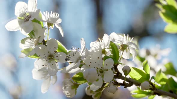 White Blooming Flowers Swaying on Wind Close Up