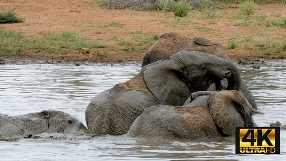 African Elephants Enjoying A Mud Bath