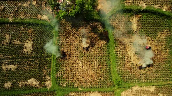 Rice Harvest in Bali, drone top down rising. Harvested field with smoke from burning straw.