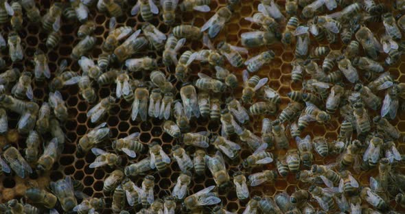 Swarm of Bees Making Honey on Wax Frame