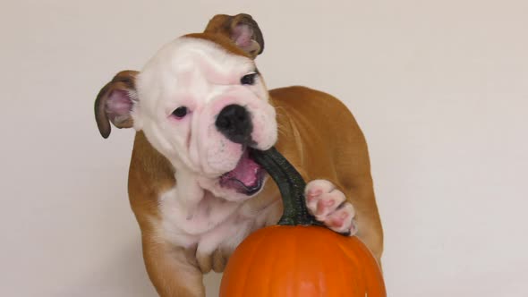 bulldog puppy playing with pumpkin halloween close up cute 4k