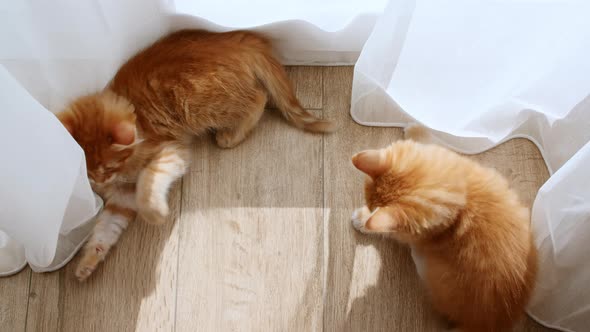 Two Ginger Kitten Playing in the Lights of a Sun and Shadows