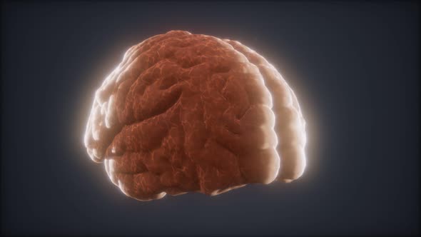 Loop Rotating Human Brain Animation