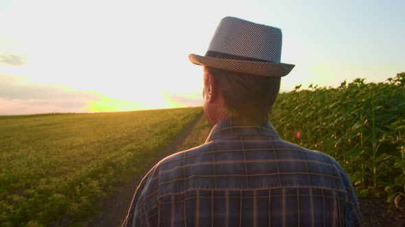 Rear of the Old Male Farmer in the Hat Walking in Field at the Sunset