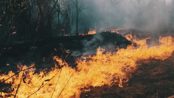 Fire in the Forest Burning Dry Grass Trees Bushes Flame and Smoke Wildfires