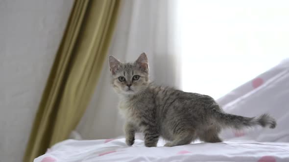 Close Up Kitten Standing On A Bed