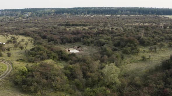 Documenting a european bison herd by a steppe lake with drone,Czechia.