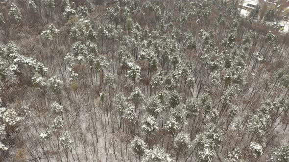 Descending by drone over snowed forest 4K footage