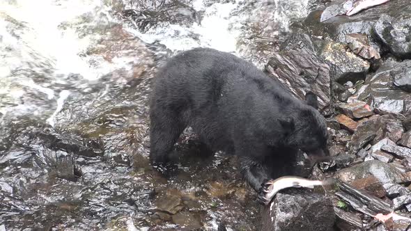 Wildlife of Alaska. Bears come to a mountain river and catch fish in it.