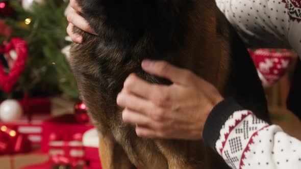 Person Petting Malinois Bard Dog Closeup