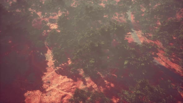 Aerial View of Landscape with Green Tropical Trees and Local Roads alt