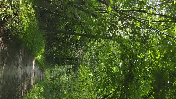 Vertical Video of Green Forest By Day