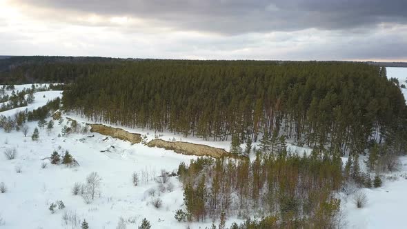 Winter Forest