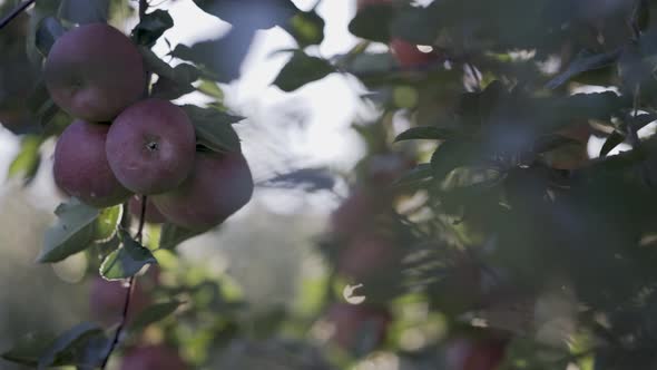 Sun flares off the lens and lights up the clusters of red, ripe apples on an apple tree.