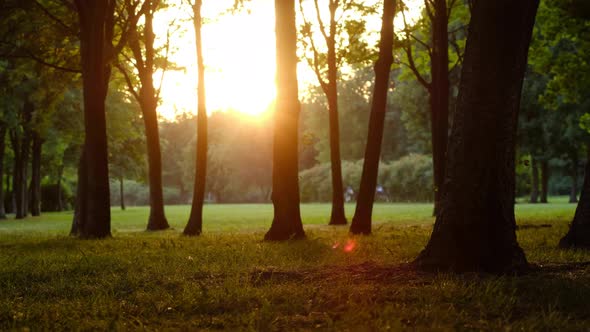 Smooth Camera Movement Through the Trees in a Public Park in the Rays of the Setting Sun in Summer