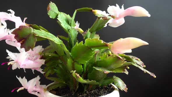 Schlumbergera truncata