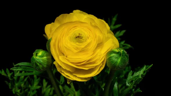Time Lapse of Opening Yellow Flower Buttercup on a Black Background