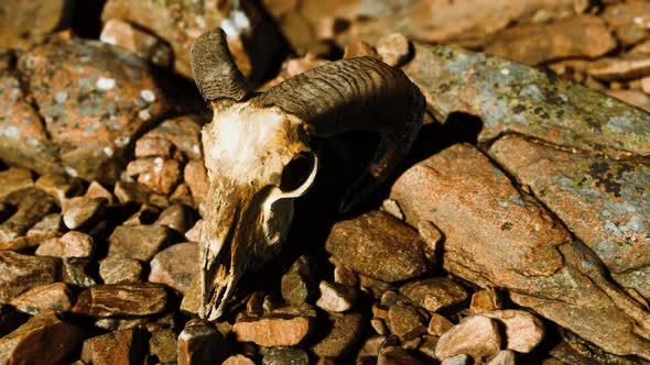 Ram Skull on Desert Rocks