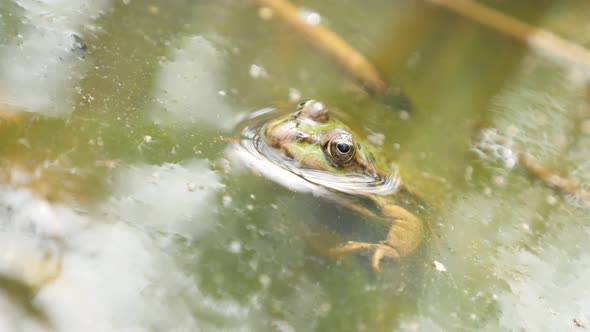 Rana Bergeri frog lurking for pray in pond 4K 2160p UltraHD footage - Rana ridibunda relaxing on swa