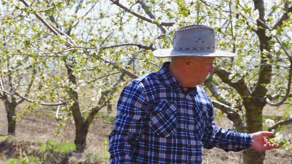 Elderly Male with Hat in Orchard Which Analyzes the Flowers on the Trees