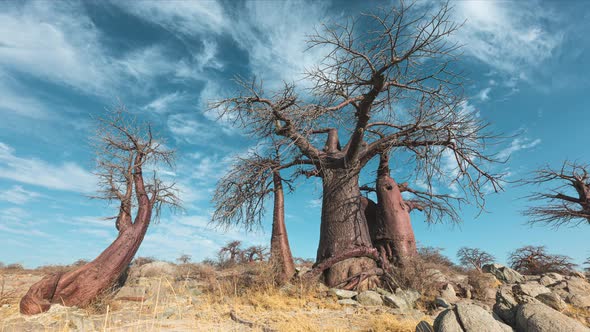 Time Lapse of Thin Wispy Cloud Over Large Baobab Trees in Botswana