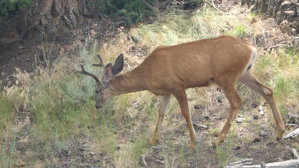 A Young Buck Stops to Eat Some Grass