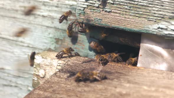 Bees on Beehive Entrance