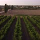 Beautiful Aerial View of Vineyards - VideoHive Item for Sale