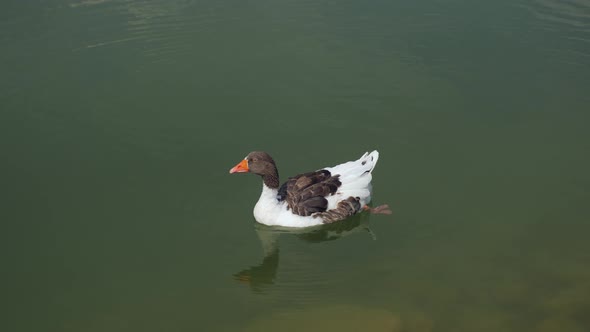 One Geese Swims on the Lake in Summer in Turkey