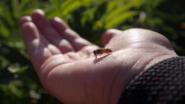 Fly sits on stretched out human hand outdoors, feeding on skin.