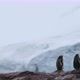 SLO MO MS R/F Gentoo Penguins (Pygoscelis papua) on rock with snow in background / Cuverville Island - VideoHive Item for Sale