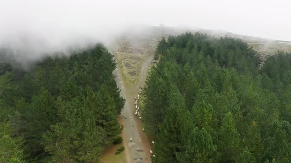 Morning Fog Covering Forest Trees with Cloud