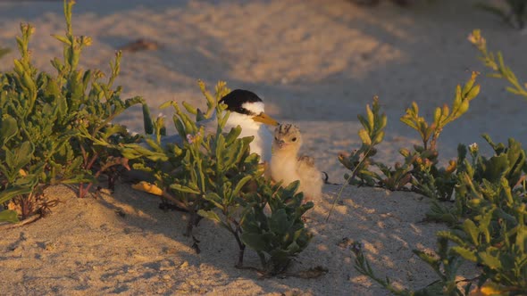 high frame rate clip of a little tern and its chick sitting together at sunset